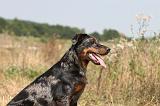 BEAUCERON 229